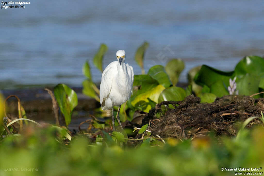 Aigrette neigeuse