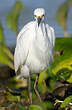 Aigrette neigeuse