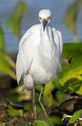 Snowy Egret