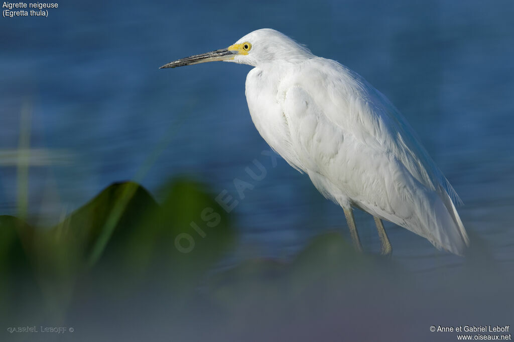 Aigrette neigeuse