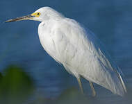 Aigrette neigeuse