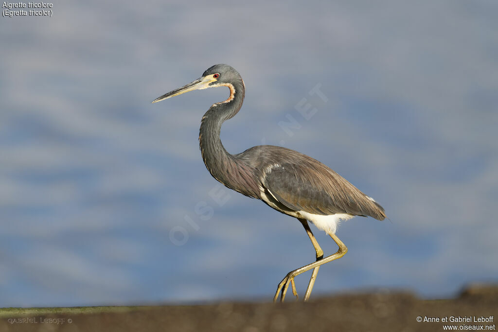 Aigrette tricolore