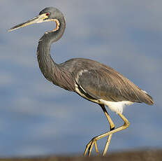 Aigrette tricolore