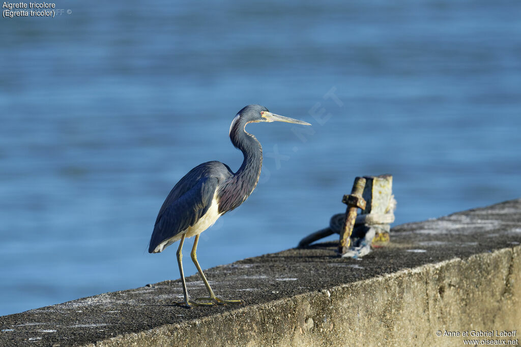 Tricolored Heron