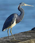 Aigrette tricolore