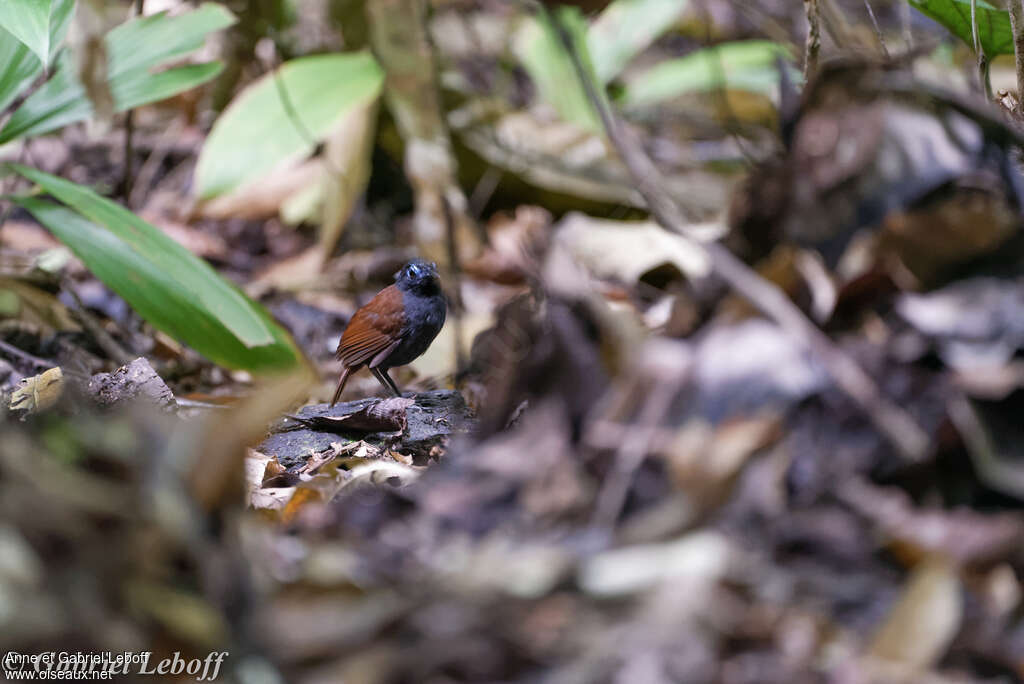 Chestnut-backed Antbird male adult, habitat