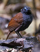 Chestnut-backed Antbird