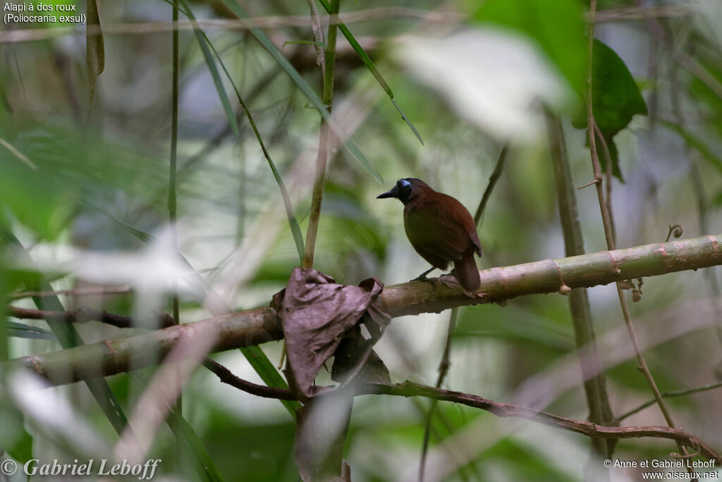 Chestnut-backed Antbird