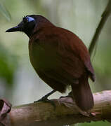 Chestnut-backed Antbird