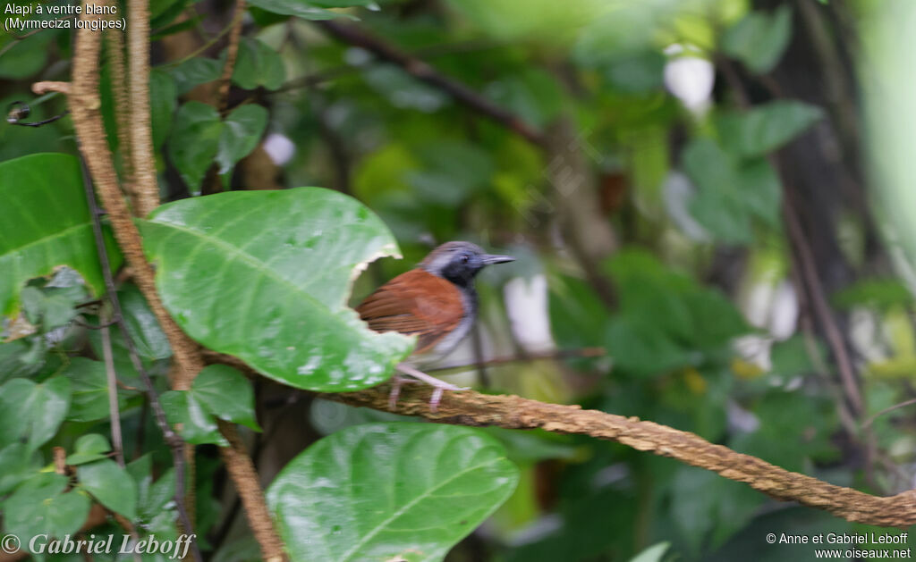 White-bellied Antbirdadult