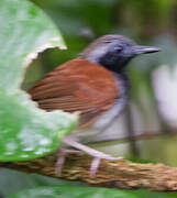 White-bellied Antbird