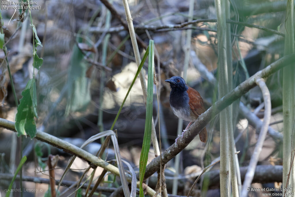 White-bellied Antbird