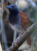 White-bellied Antbird