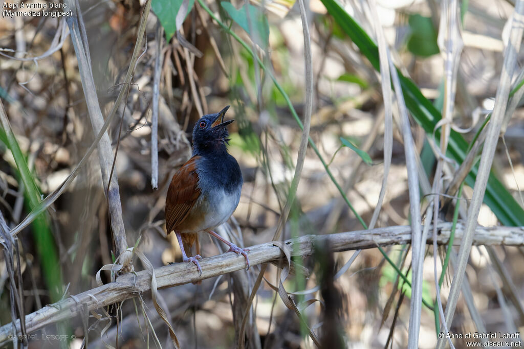 White-bellied Antbird