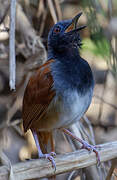 White-bellied Antbird