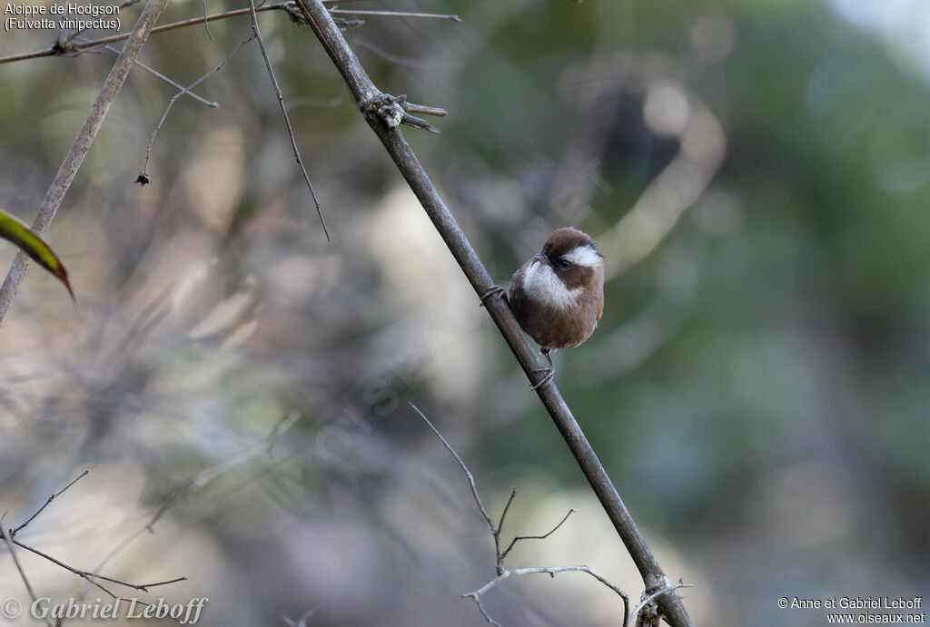 White-browed Fulvetta