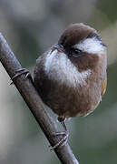 White-browed Fulvetta