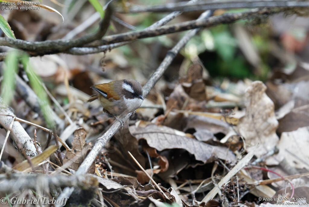 White-browed Fulvetta