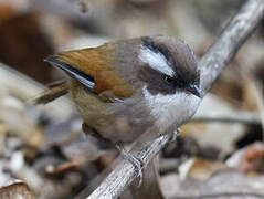 White-browed Fulvetta