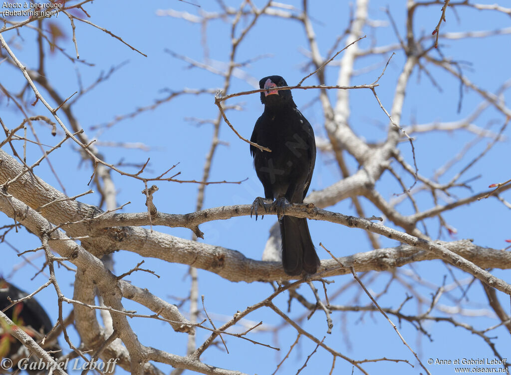 Red-billed Buffalo Weaver male adult, Reproduction-nesting