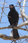 Red-billed Buffalo Weaver