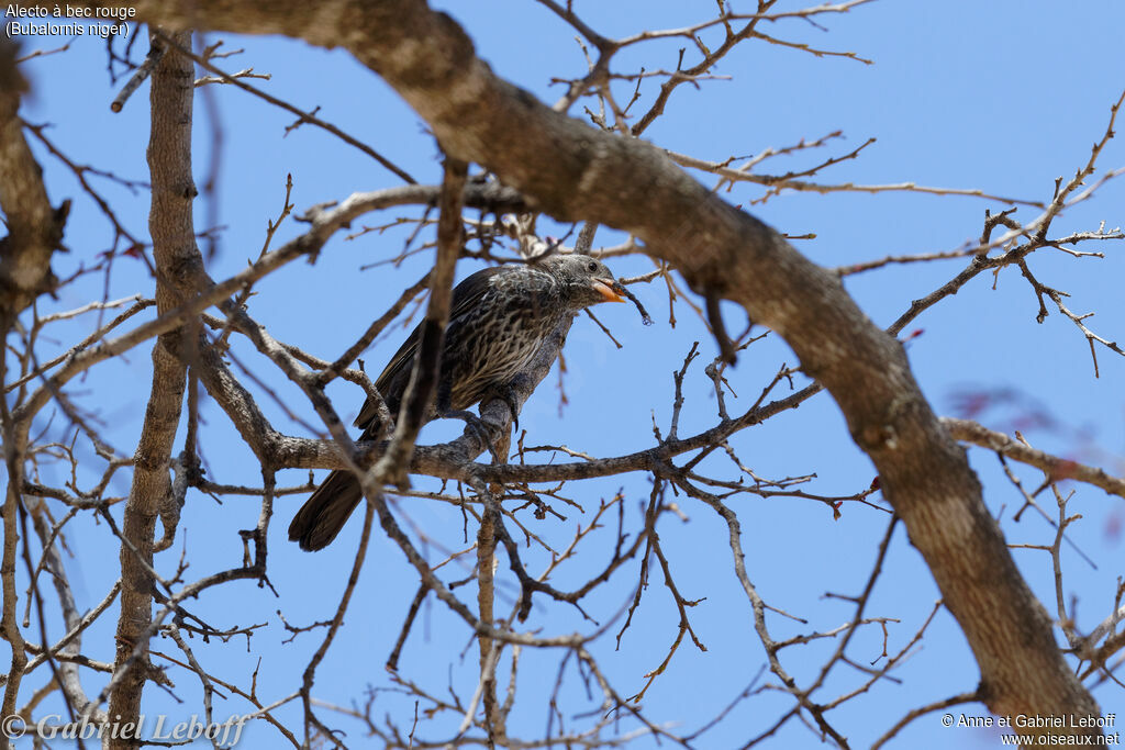 Red-billed Buffalo Weaver female adult