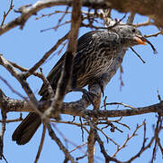 Red-billed Buffalo Weaver