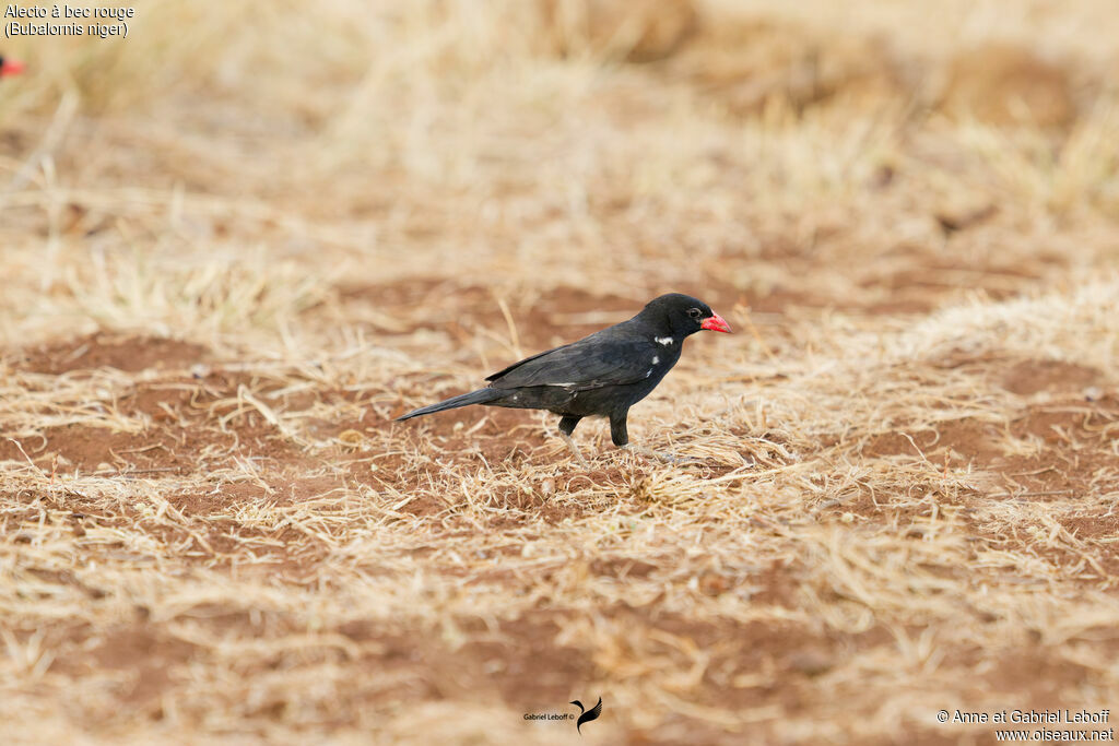 Red-billed Buffalo Weaver