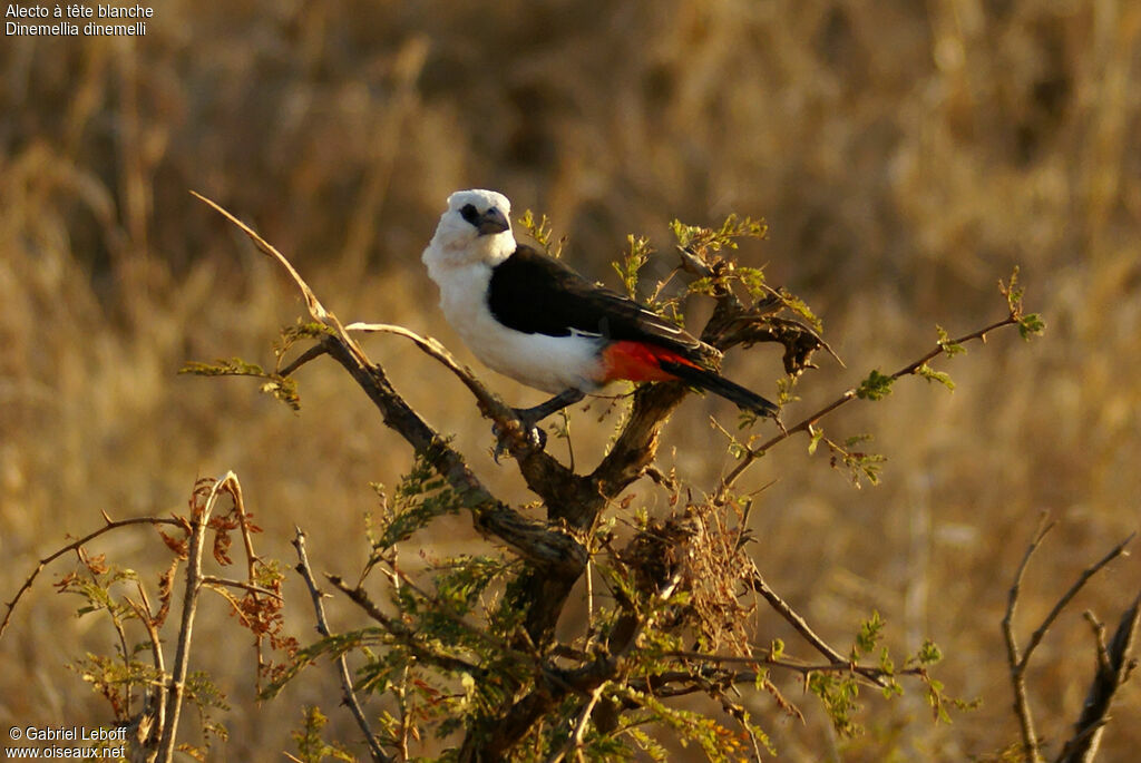 White-headed Buffalo Weaver