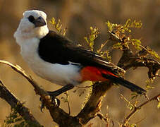 White-headed Buffalo Weaver