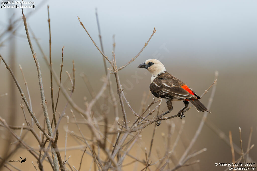 Alecto à tête blanche