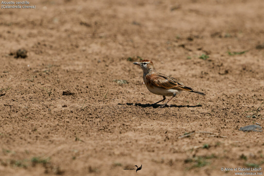 Red-capped Lark