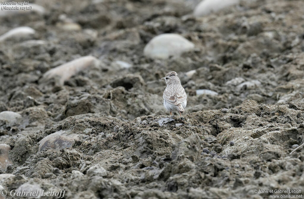 Sand Lark