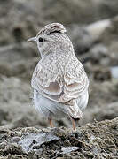 Sand Lark