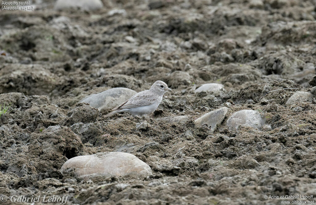 Sand Lark