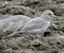 Sand Lark