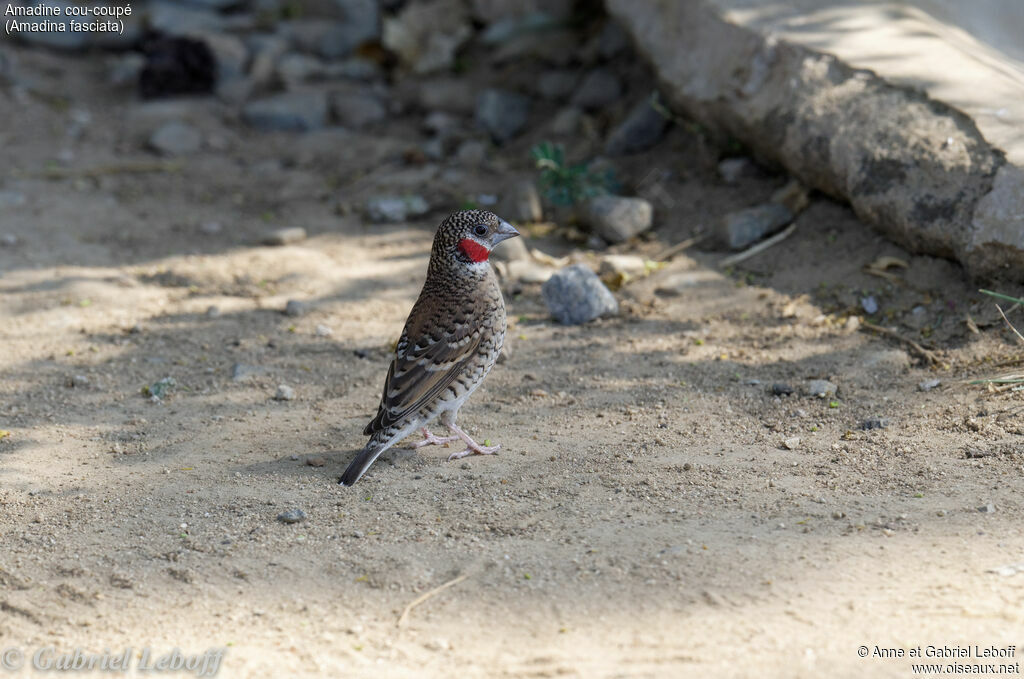 Cut-throat Finch male