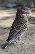 Cut-throat Finch