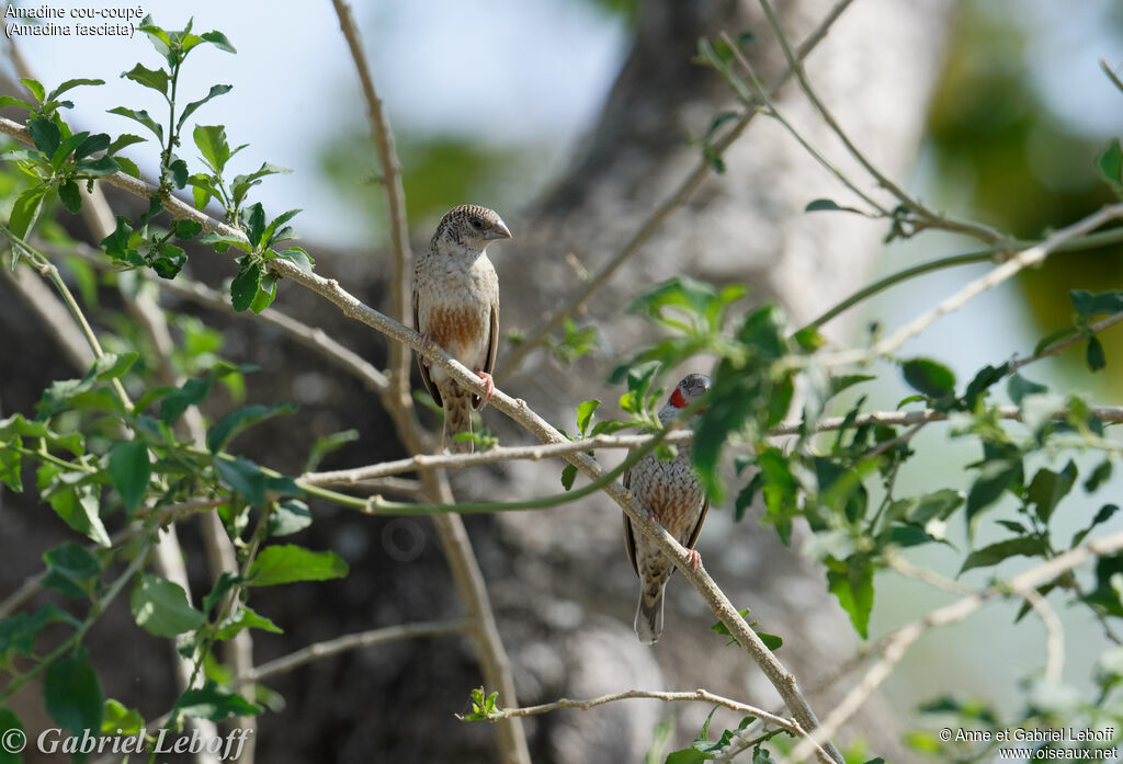 Cut-throat Finch female adult