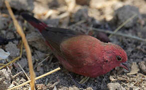 Red-billed Firefinch