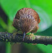 Anabate strié