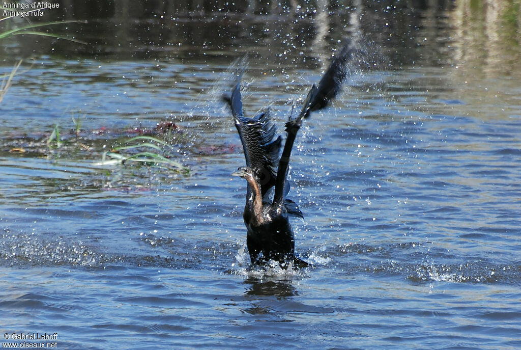 Anhinga d'Afrique