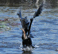 African Darter