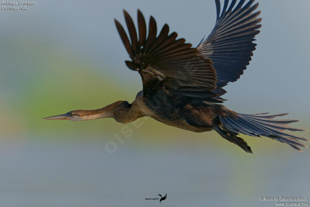 Anhinga d'Afrique