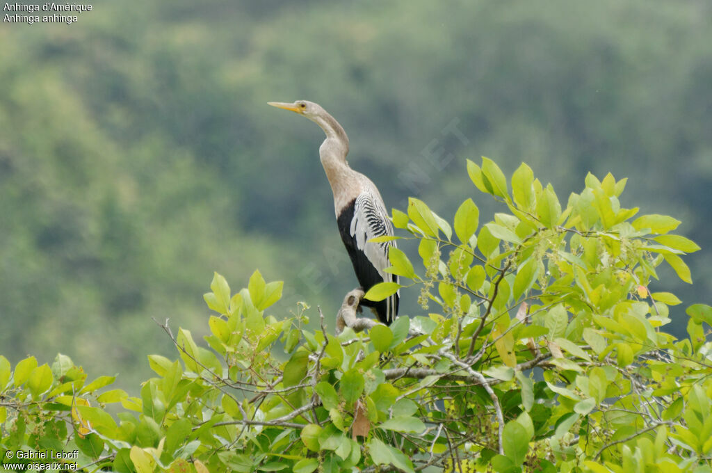 Anhinga d'Amérique