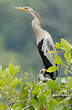 Anhinga d'Amérique