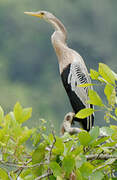 Anhinga