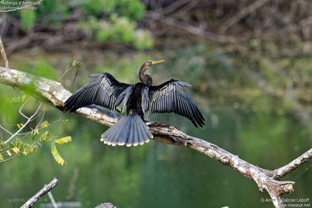 Anhinga d'Amérique