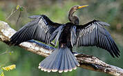 Anhinga d'Amérique