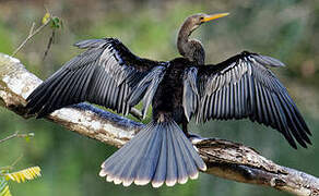 Anhinga d'Amérique